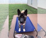 Small #3 Akita