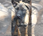 Small Photo #7 Belgian Malinois Puppy For Sale in CORBIN, KY, USA
