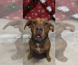 Brock - Male Mutt Dog for Adoption - Photo #3
