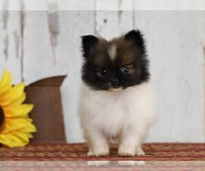 Pomeranian Puppy for sale in FREDERICKSBG, OH, USA