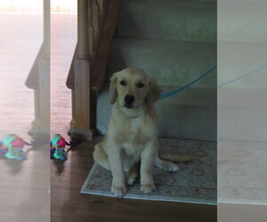 Golden Retriever Puppy for sale in MECHANICSVILLE, MD, USA
