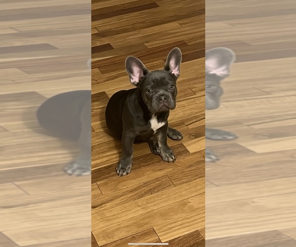 Medium Photo #1 French Bulldog Puppy For Sale in PLYMOUTH MEETING, PA, USA