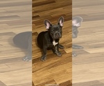 Small Photo #1 French Bulldog Puppy For Sale in PLYMOUTH MEETING, PA, USA