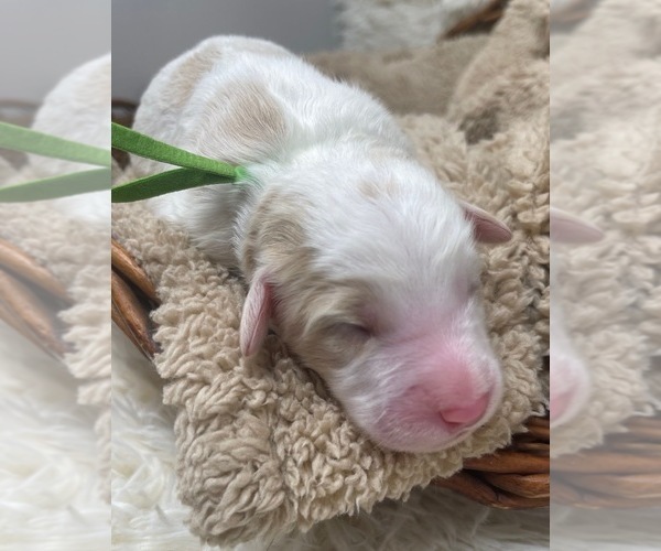 Medium Photo #6 Goldendoodle Puppy For Sale in PIERSON, FL, USA