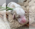 Small Photo #6 Goldendoodle Puppy For Sale in PIERSON, FL, USA