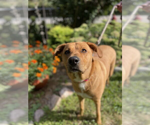 Medium Photo #4 Labrador Retriever-Rhodesian Ridgeback Mix Puppy For Sale in Techny, IL, USA