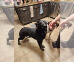 Small German Shepherd Dog