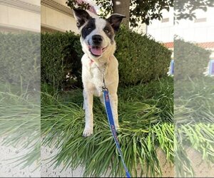 Border-Aussie Dogs for adoption in Fresno, CA, USA