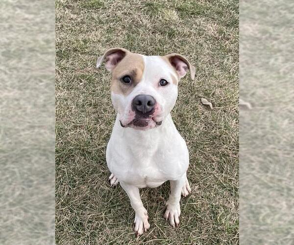Medium Photo #2 American Pit Bull Terrier Puppy For Sale in Lee's Summit, MO, USA