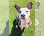Small #1 Bulldog Mix