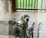Small #5 English Cream Golden Retriever