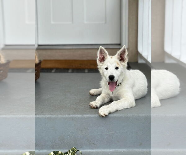 Medium Photo #1 Border Collie Puppy For Sale in Menifee, CA, USA