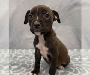 Medium American Staffordshire Terrier Mix