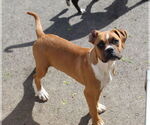 Small #2 Boxer