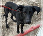A663997 - Male Labrador Retriever Dog for Adoption - Small photo
