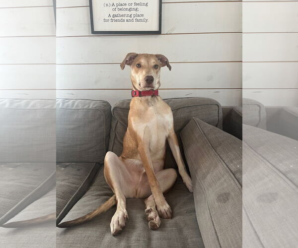 Medium Photo #2 Collie-Unknown Mix Puppy For Sale in Minneapolis, MN, USA