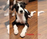 Small #2 American Pit Bull Terrier-Shih Tzu Mix