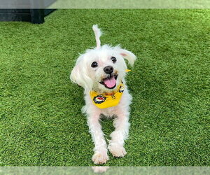 Maltese Dogs for adoption in Orange, CA, USA