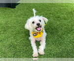 Small Maltese