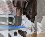 Small #12 American Pit Bull Terrier Mix