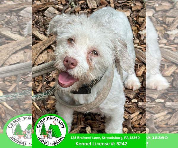 Medium Photo #1 Havanese Puppy For Sale in Stroudsburg, PA, USA