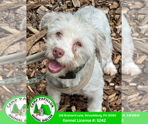 Havanese Dogs for adoption in Stroudsburg, PA, USA