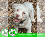 Small Havanese