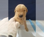 Small #1 Golden Retriever