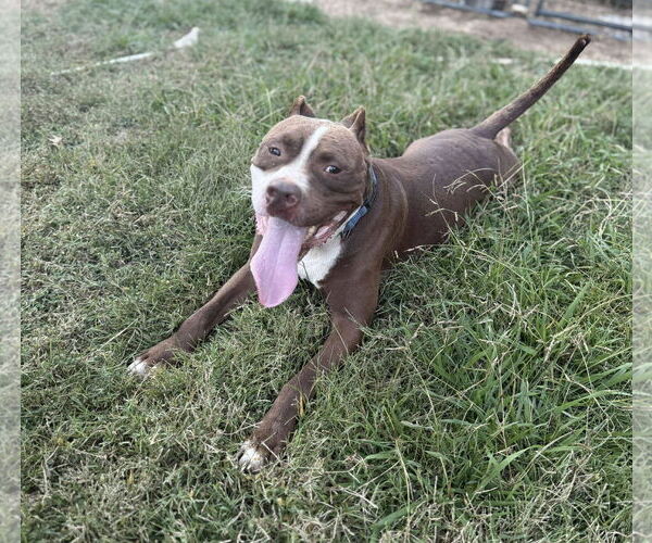 Medium Photo #2 American Pit Bull Terrier-Unknown Mix Puppy For Sale in Germantown, OH, USA