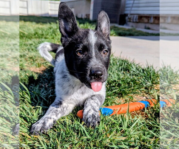 Medium Photo #2 Collie-Unknown Mix Puppy For Sale in Sandy, UT, USA