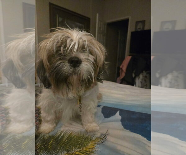 Medium Photo #1 Shih Tzu-Unknown Mix Puppy For Sale in Grafton, WI, USA