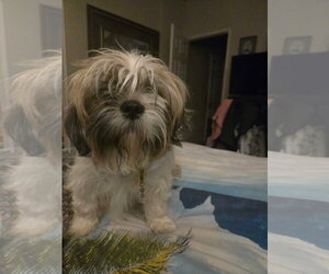 Shih Tzu-Unknown Mix Dogs for adoption in Grafton, WI, USA