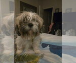 Small Shih Tzu Mix