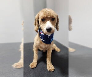 Mutt Dogs for adoption in Omaha, NE, USA