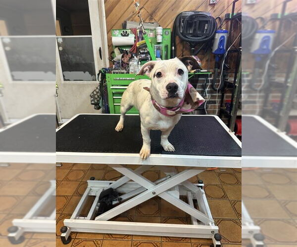 Medium Photo #2 Mutt Puppy For Sale in Gloversville, NY, USA