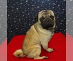 Small #1 Pug