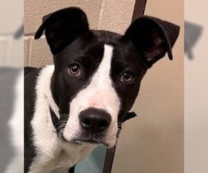 Mutt Dogs for adoption in Canton, CT, USA