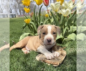 American Bulldog Puppy for sale in MIDDLEBURY, IN, USA