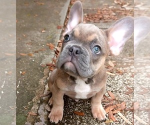 French Bulldog Puppy for sale in TAMPA, FL, USA