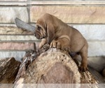 Small Photo #5 Bloodhound Puppy For Sale in CROSSVILLE, AL, USA