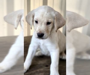 Labrador Retriever Puppy for Sale in LOVELADY, Texas USA