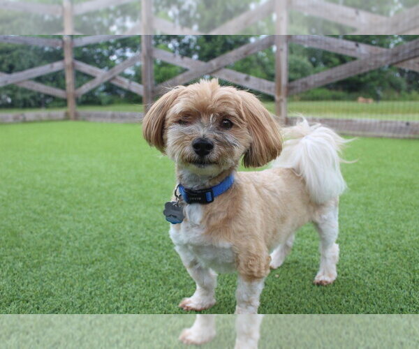 Medium Photo #4 Havanese Puppy For Sale in Chestertown, MD, USA