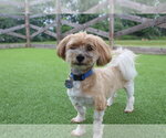 Small #3 Havanese