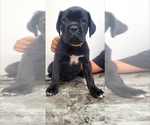 Puppy Puppy 4 Cane Corso