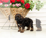 Small #3 Cocker Spaniel-Poodle (Miniature) Mix