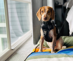 Beagle Dogs for adoption in SEATTLE, WA, USA