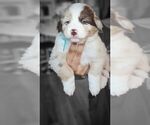 Puppy 4 Australian Shepherd-Miniature Australian Shepherd Mix