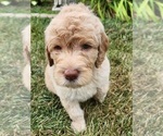Small Photo #9 Goldendoodle Puppy For Sale in KANSAS CITY, MO, USA