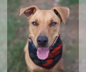 Labrador Retriever-Unknown Mix Dogs for adoption in San Antonio, TX, USA