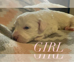 Small Photo #15 Bichon Frise Puppy For Sale in ORLANDO, FL, USA